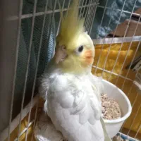 عروس هلندی زرد