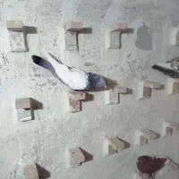 کبوتر کفتر