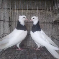 جفت کبوتر طوقی برای فروشی|پرنده|بابل, |دیوار