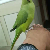 یک پرنده سبز