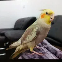 طوطی عروس هلندی