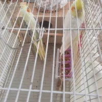 پرنده|پرنده|اصفهان, درب سیبه علیا|دیوار