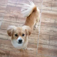 واگذار رایگان مادر وتوله|سگ|کرمان, |دیوار