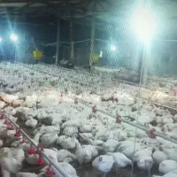 فروش انواع مرغداری