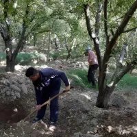 کشاورزی پربار باکیفیت درشتر کم باری چالکود ،کود