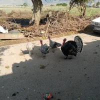 بوقلمون