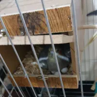 عروس هلندی با همه چی|پرنده|تهران, شکیبا|دیوار