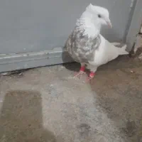 فروش 1نر اجری|پرنده|لامرد, |دیوار