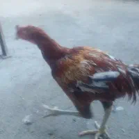 باسلام خروس لاری سالم‌|حیوانات مزرعه|قرچک, باقرآباد|دیوار