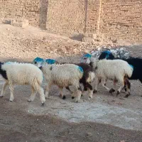 بره پاک سالم دونه ۸تومن