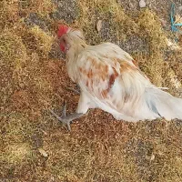 مرغ و خروس گلین و مرغ گوشتی