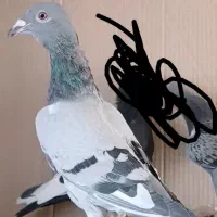 کفتر پلاکی سبز کوهی ونکی جوجه نر وکله سرکه ای ماده|پرنده|شیراز, اصلاحنژاد|دیوار