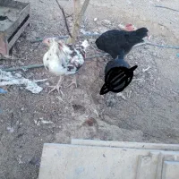 مرغ تخمگذار|حیوانات مزرعه|فولادشهر, A4|دیوار