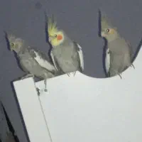 عروس هلندی دستی و سخنگو معاوضه با ملنگو و شاه طوطی|پرنده|زنجان, |دیوار