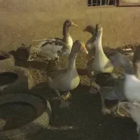 فروش تعدادی غاز|حیوانات مزرعه|اردکان, |دیوار