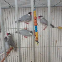 فنچ نرگسی سیلور|پرنده|بیرجند, |دیوار