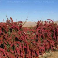 زرشک فروشی