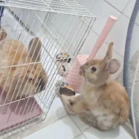 خرگوش لوپ دوتا نر و ماده