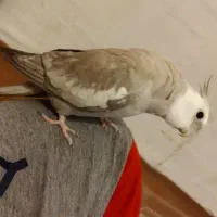 واگذاری پرنده