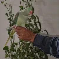 شاه طوطی ماده دستی سخنگو|پرنده|قم, انصارالحسین|دیوار