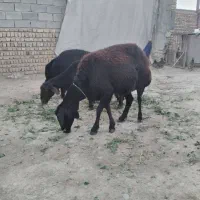 باسلام فروش ۳راس میش بره آبستن قرقزل اصل