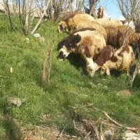 دوتا گوسفند