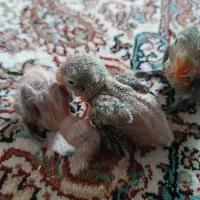 جوجه کوتوله