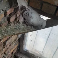 گرده ای|پرنده|دورود, |دیوار