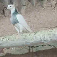 کبوتر طوقی|پرنده|میبد, |دیوار