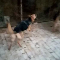 ژرمن سگ باهوش محمدشهر