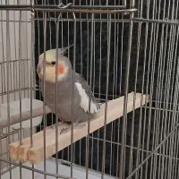 عروس هلندی نر سالم و سرحال