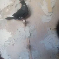 ماده پلنگ