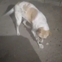 سگ مهربان خیلی قشنگ