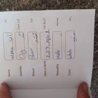 پاکوتاه شیتزو جنسیت نر|سگ|تبریز, |دیوار