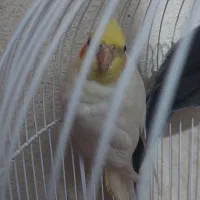 عروس هلندی|پرنده|گرگان, |دیوار