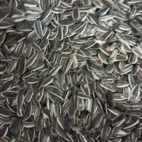 تخمه افتاب گردان