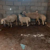 2عددمیش زاییده