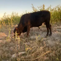 گاو نر فروش قیمت 65