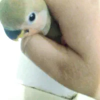 طوطی برزیلی هلویی یک ماه سالم فول دستی دمچند رنگ|پرنده|اهواز, آریاشهر|دیوار