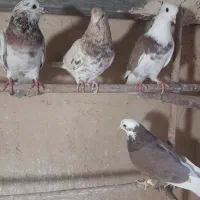 کبوتر سرور|پرنده|قم, کیوانفر|دیوار