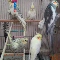 عروس هلندی