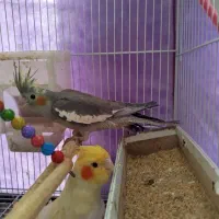 عروس هلندی|پرنده|نیشابور, دربقاضی|دیوار