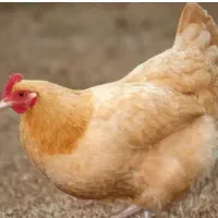 مرغ کردی سینم