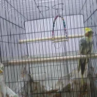 عروس هلندی سخنگو