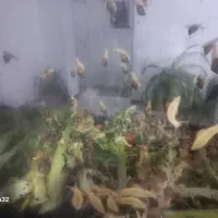 فروش ۲۰۰۰ حلزون پرورشی ۴سانتی.کلا ۳میلیون