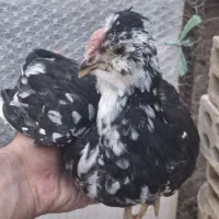 جوجه گلین نیمچه گلین