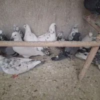 کبوتر اصیل ونژاد دار دولاب