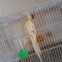 جفت عروس لتینو مولد به شرط|پرنده|تایباد, |دیوار