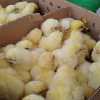 جوجه گوشتی راس 308|حیوانات مزرعه|گرگان, |دیوار