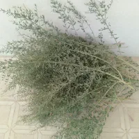 خارشتر